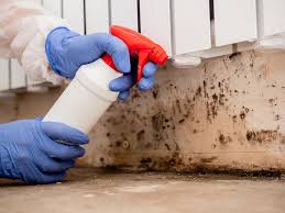 Best Basement Mold Removal in Rocklin, CA